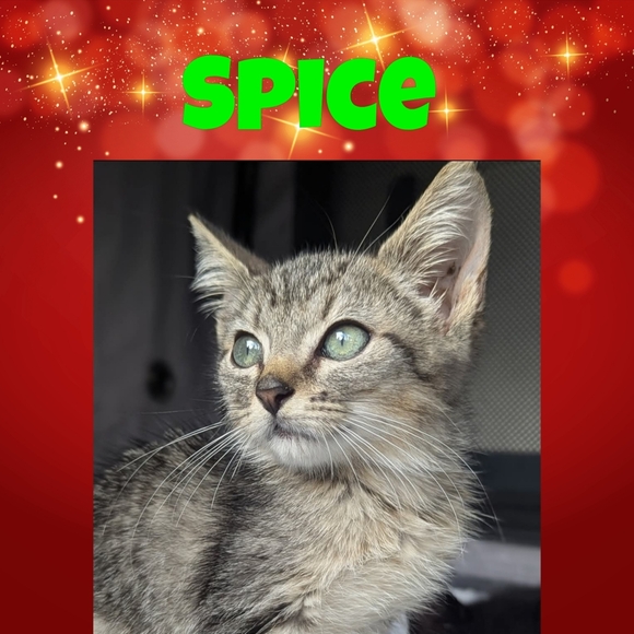 HELP A RESCUE FOR THE HOLIDAYS - Picture 3 of 13